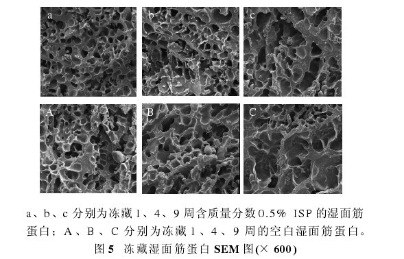 圖 5 凍藏濕面筋蛋白 SEM 圖(× 600)