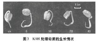 �D3 KOH̎����������L��r