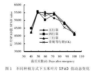 圖1 不同種植方式下玉米葉片SPAD值動(dòng)態(tài)變化